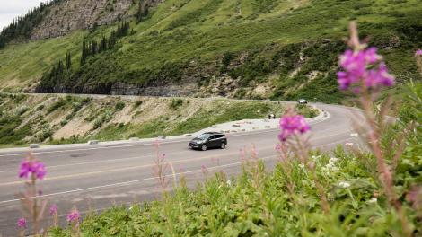Wildflowers in bloom along Going-to-the-Sun Road in the Rocky Mountains, Montana