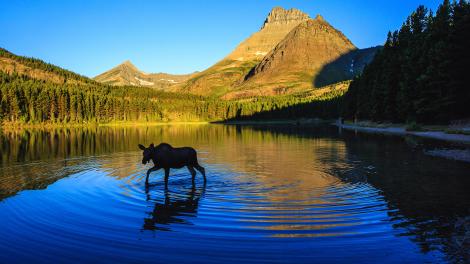 A moose calf in Glacier National Park A moose calf in Glacier National Park