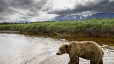 Bear on the hunt for salmon  Bear on the hunt for salmon