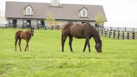 Horse farm in Kentucky