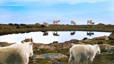 Wildlife on Mount Evans, Colorado