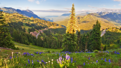 Hurricane Ridge in Olympic National Park in Washington Hurricane Ridge in Olympic National Park in Washington