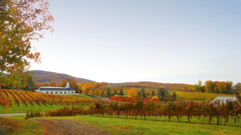 Barboursville Vineyards, Virginia