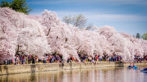 Cherry blossoms and the Tidal Basin in Washington D.C.