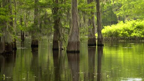 Nature in the swamps surrounding Lafayette, Louisiana Nature in the swamps surrounding Lafayette, Louisiana