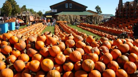 歡慶秋收的 5 大節慶