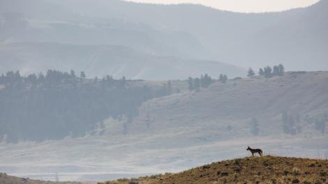 A wolf surveys Yellowstone National Park