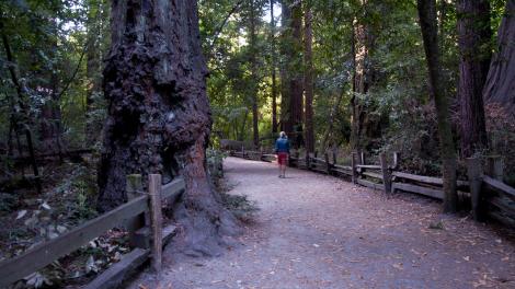 Walking along a trail at Henry Cowell Redwoods State Park