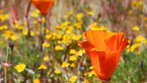 California poppies California poppies