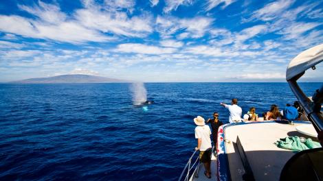 Close encounters with whales off the Kohala Coast
