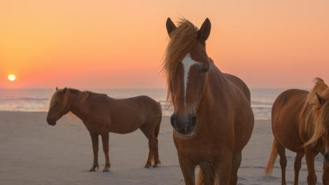 Ponies at Sunrise