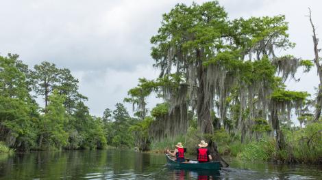 Kayaking through a Louisiana bayou Kayaking through a Louisiana bayou