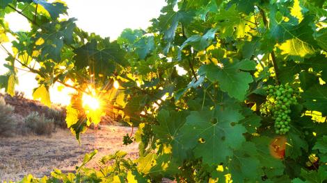 A vineyard in Woodinville A vineyard in Woodinville