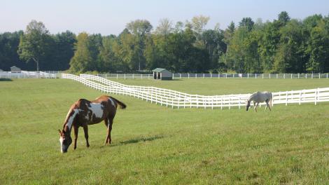 Horses grazing in a Saratoga area pasture Horses grazing in a Saratoga area pasture