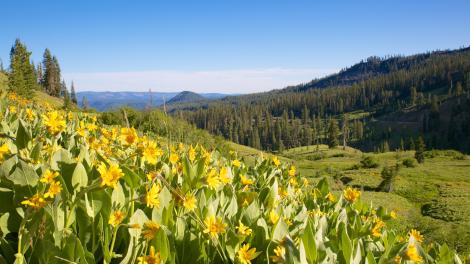 Scenic wild flower landscape at Lassen Volcanic National Park in California
