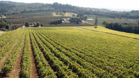 Willamette Valley Vineyards landscape, Oregon