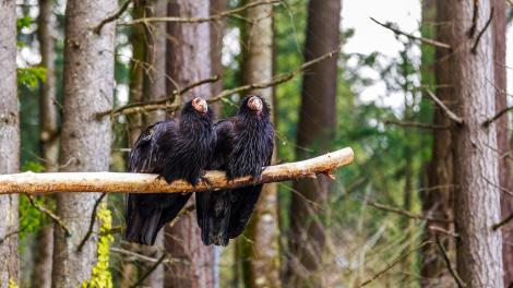 Pair of California condors perching on a branch