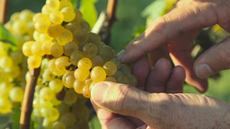 Grapes growing in vineyards in Loudoun Wine Country