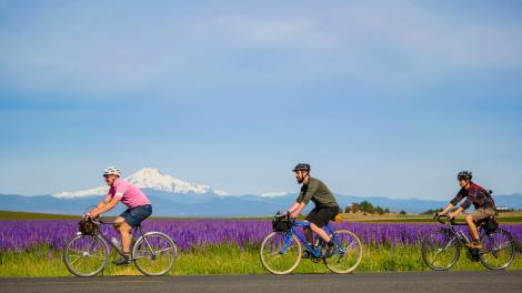 Biking past a field of lupine flowers near Mount Jefferson in Central Oregon Biking past a field of lupine flowers near Mount Jefferson in Central Oregon