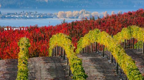 Splashes of color at a vineyard in Washington  Splashes of color at a vineyard in Washington