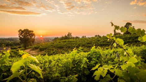Leelanau Peninsula vineyard at sunset. Leelanau Peninsula vineyard at sunset.