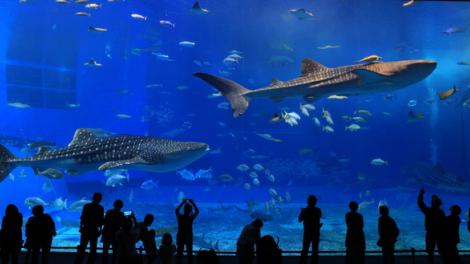 Georgia Aquarium in Atlanta