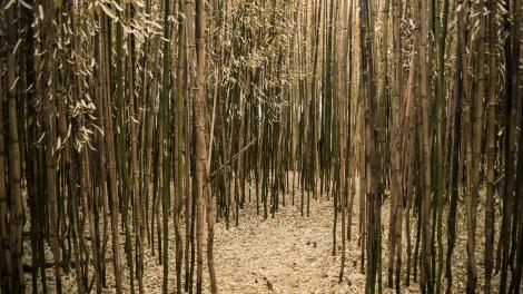 The Fantastic Umbrella Factory