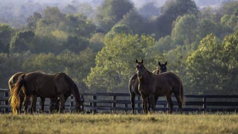 A beautiful evening in the rolling hills on a horse farm in Lexington, Kentucky A beautiful evening in the rolling hills on a horse farm in Lexington, Kentucky