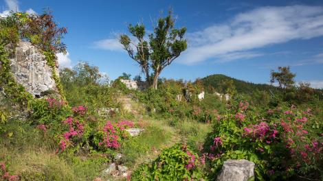 Hiking trail in Virgin Islands National Park in St. John