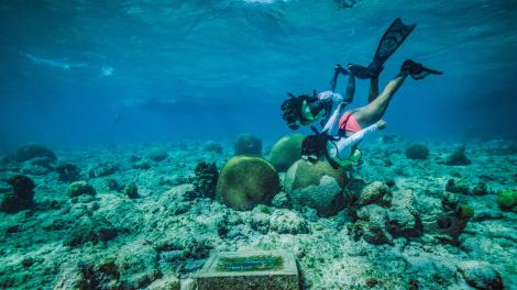 Diving at Buck Island Reef National Monument in St. Croix in the U.S. Virgin Islands