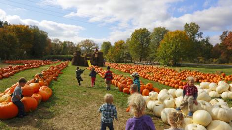 Kids playing in a pumpkin patch in the Berkshire Mountains of Massachusetts Kids playing in a pumpkin patch in the Berkshire Mountains of Massachusetts