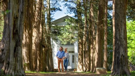 Storied red cedar trees outside Rowan Oak, the Oxford home of writer William Faulkner Storied red cedar trees outside Rowan Oak, the Oxford home of writer William Faulkner