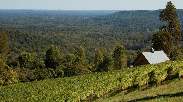 在維吉尼亞州溫徹斯特近郊的切斯特山峽酒廠，盡賞弗蘭特羅亞爾的美景