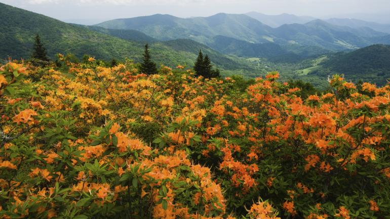 前往北卡羅萊納州希科利的路上，沿途風光明媚