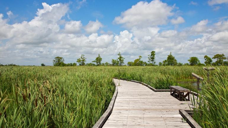 沿著克里奧天然小徑木板步道穿越沼澤 沿著克里奧天然小徑木板步道穿越沼澤