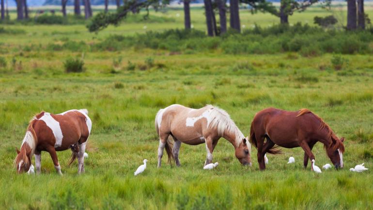 維吉尼亞州欽科蒂格島上的著名野生小馬 維吉尼亞州欽科蒂格島上的著名野生小馬