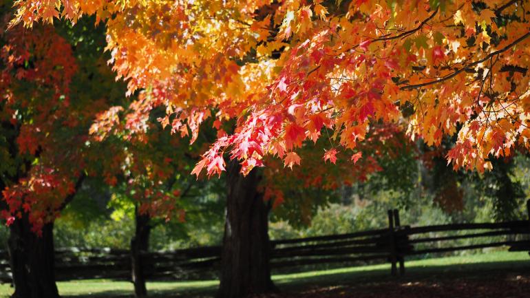 斐洛山州立公園的楓葉在秋天染上紅、黃和橙橘色彩
