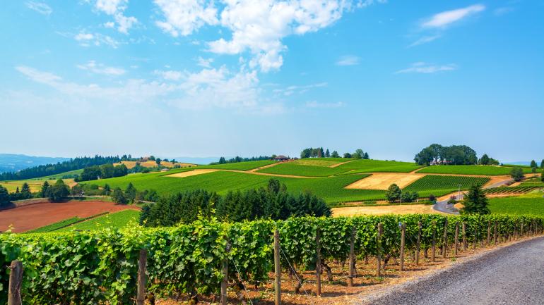 一座威拉梅特谷的葡萄園