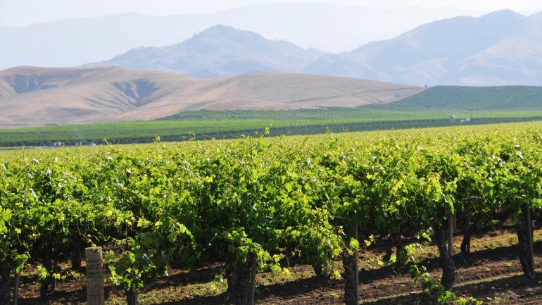 延展至內華達山脈下丘陵區的內華達州葡萄園