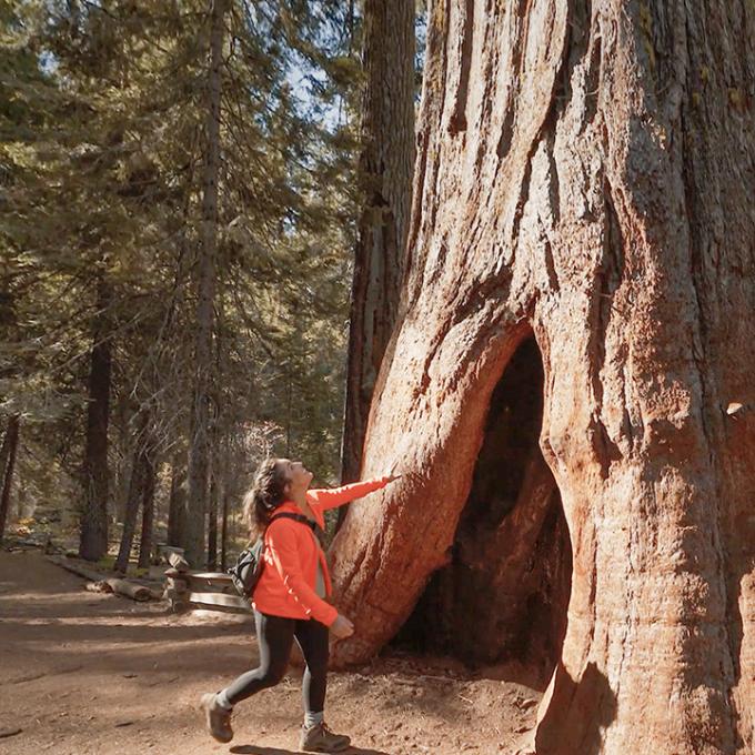 Marveling at the sequoia trees in Yosemite National Park, California Marveling at the sequoia trees in Yosemite National Park, California