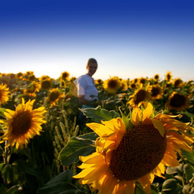 北達科他州的向日葵園
