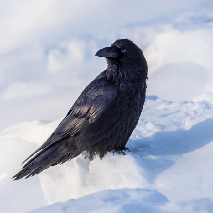 阿拉斯加州費爾班克斯的雪地渡鴉 阿拉斯加州費爾班克斯的雪地渡鴉