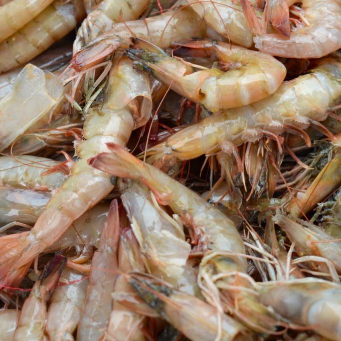 捕蝦是密西西比州比洛克西的重要產業