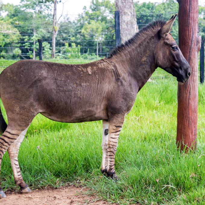 艾布拉姆斯動物農場斑馬和驢雜交所生的斑馬獸 艾布拉姆斯動物農場斑馬和驢雜交所生的斑馬獸