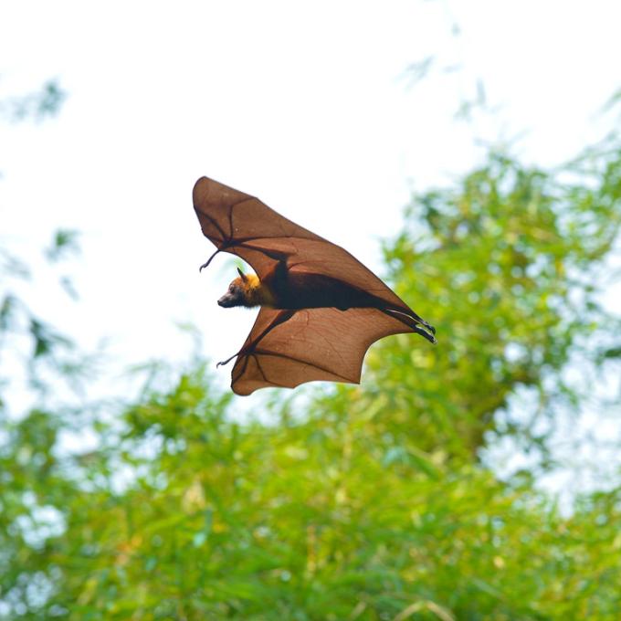 Look out for Samoan flying foxes in the trees around Fagatogo; these large bats have a one-meter wingspan. Look out for Samoan flying foxes in the trees around Fagatogo; these large bats have a one-meter wingspan.