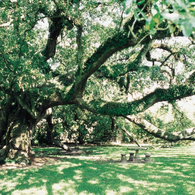 The Sallier Oak at The Imperial Calcasieu Museum in Lake Charles, Louisiana The Sallier Oak at The Imperial Calcasieu Museum in Lake Charles, Louisiana