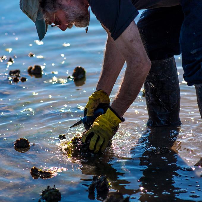 在華盛頓州威拉帕灣採收生蠔