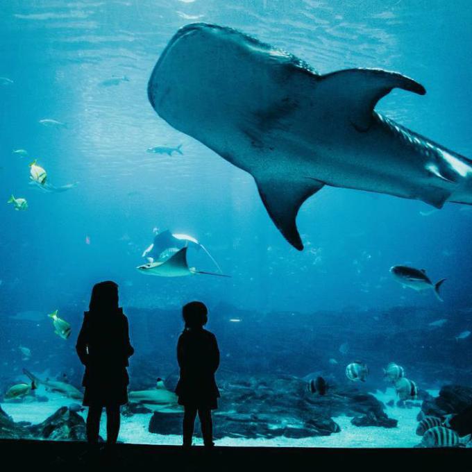 Children marveling at a whale shark in the Georgia Aquarium Children marveling at a whale shark in the Georgia Aquarium