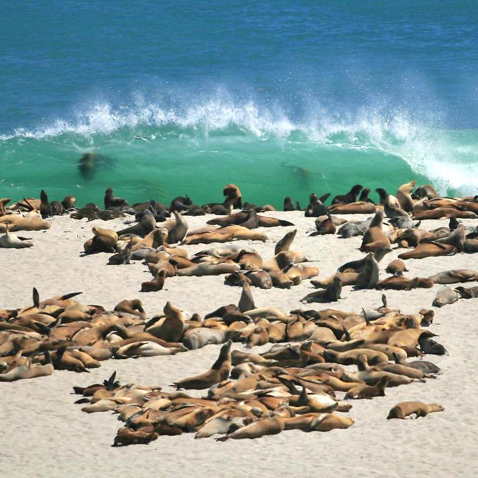 Sea lions on San Miguel Island in Channel Islands National Park, California Sea lions on San Miguel Island in Channel Islands National Park, California