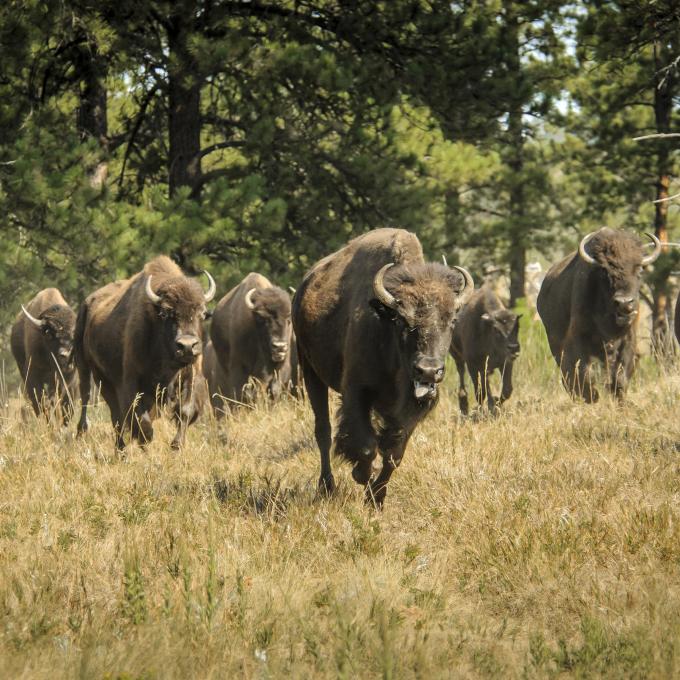 Bison roaming in South Dakota
